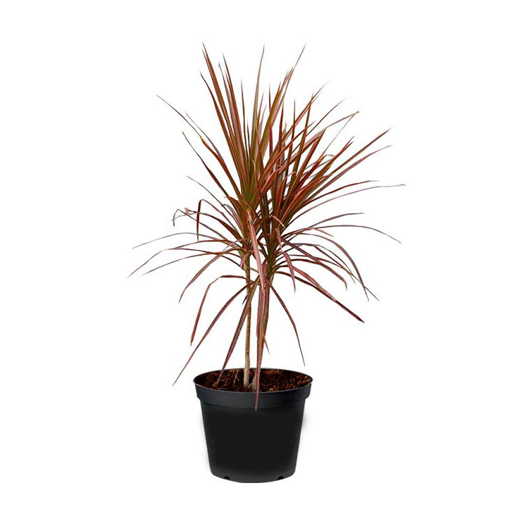 دراسینا قرمز